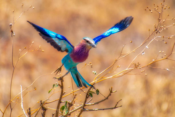 Ornithology Tarangire National Park